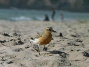 Dotterel