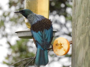 Tui