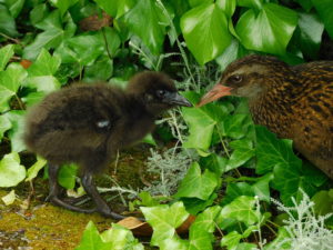 Mother and Baby Weka