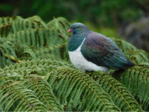 Kereru