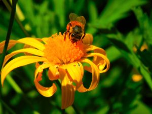 Bee and Flower