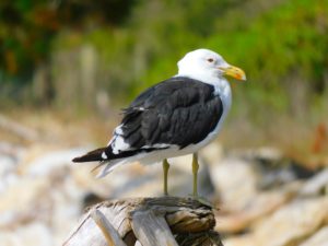 Black Backed Gull