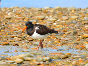 Oyster Catcher